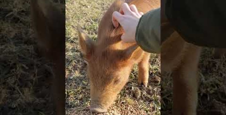 ဗီဒီယို။ မင်းက ဝက်တစ်ကောင်မွေးလား။ #homestead #cuteparmanimals #မွေးမြူရေး