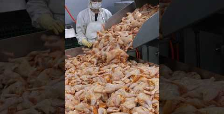 Chicken Kingdom Korea ၏ ကွက်ကွက်ကွင်းကွင်း ကြက်သားထုတ်လုပ်သည့်စက်ရုံ / ကြက်သားစက်ရုံ #Shorts