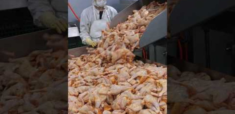 Chicken Kingdom Korea ၏ ကွက်ကွက်ကွင်းကွင်း ကြက်သားထုတ်လုပ်သည့်စက်ရုံ / ကြက်သားစက်ရုံ #Shorts