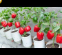 ဗီဒီယို။ အသစ်ပြန်လည်အသုံးပြုထားသော ပလပ်စတစ်ဗူးများတွင် ငရုတ်ကောင်းများ စိုက်ပျိုးနည်း- အထွက်နှုန်းမြင့်သော ဥယျာဉ်စိုက်ပျိုးနည်း