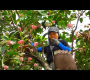 ဗီဒီယို။ ရိတ်သိမ်းဖယောင်းပန်းသီး၊ မြုံနီနီ – ဥယျာဉ်စိုက်ပျိုးခြင်း – အပင်များကို နေရောင်ခြည်ဒဏ်မှ ကာကွယ်ရန် ကောက်ရိုးကို အသုံးပြုနည်း