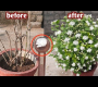 ဗီဒီယို။ mogra jasmine အပင်အတွက် မှော်ဓာတ်မြေသြဇာ