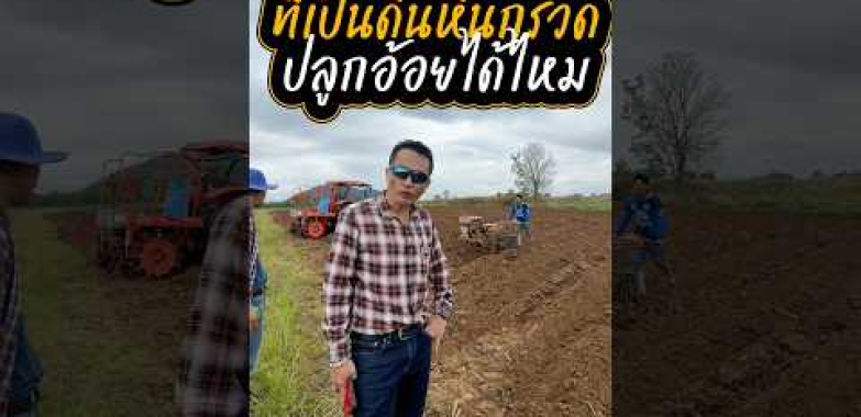 ကျောက်တုံးကျောက်ခဲများနှင့် မြေဆီလွှာမကောင်းသော မြေတွင် ကြံပင်စိုက်ပျိုး၍ ရနိုင်ပါသလား။ ကြံစိုက်ပျိုးရေး စီမံခန့်ခွဲမှုဆိုင်ရာ အကြံပြုချက်များ။