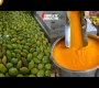 ဗီဒီယို။ သရက်သီး စက်ရုံတွင် သရက်သီး ထုတ်ယူခြင်း သရက်သီး ရိတ်သိမ်းခြင်းမှ အံ့သြဖွယ် သရက်သီး ပျော့ဖတ်နည်းပညာအထိ