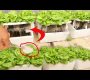 ရေကန် အိမ်မှာ styrofoam သေတ္တာထဲမှာ hydroponic ဆလတ်ဘယ်လိုစိုက်ပျိုးရမလဲ