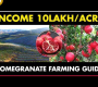 ဗီဒီယို။ သလဲသီး စိုက်ပျိုးခြင်း / သလဲသီး စိုက်ပျိုးခြင်း။
