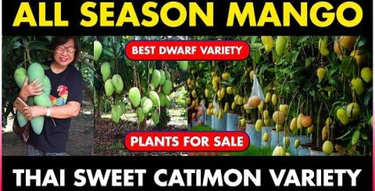 ဗီဒီယို။ တစ်ရာသီလုံး အကောင်းဆုံး dwarf Mango Variety