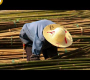 ဗီဒီယို။ တရုတ်နိုင်ငံ၏ ရူးသွပ်သော ဝါးစိုက်ပျိုးမှုနည်းပညာအသစ်