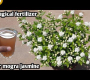 ဗီဒီယို။ mogra jasmine အပင်အတွက် မှော်ဓာတ်မြေသြဇာ