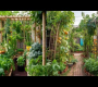 ဗီဒီယို။ အိုက် – ဟင်းသီးဟင်းရွက် အိုက် – စိုက်ပျိုးရေးဥယျာဉ်