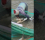 ဗီဒီယို။ ငါးမွေးမြူရေးခြံတွင် ဖမ်းမိသော ငါးကြီး