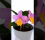 ဗီဒီယို။ Mini Orchid Cattleya Crystelle Smith ‘NR’