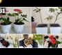 ဗီဒီယို။ စိုက်ပျိုးရန် အပင် ၃ မျိုး – Ylang Ylang Tree၊ Anthurium နှင့် Umbrella Tree