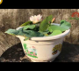 ဗီဒီယို။ ဤကြာပန်းအသေးကို နှင်းဆီအစက်ဟုခေါ်သည်။