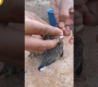 ဗီဒီယို။ ချိုးကလေးကို ကြက်သားလုံးဖြင့် ကျွေးသည်။
