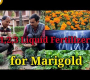 ဗီဒီယို။ Marigold အတွက် အကောင်းဆုံး 1,2,3 အရည်မြေသြဇာ