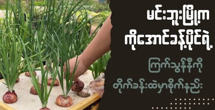 ဗီဒီယို။ မကွေးတိုင်း မင်းဘူးမြို့က ကိုအောင်ပိုင်ပိုင်ရဲ့ ကြက်သွန်နီကို တိုက်ခန်းမှာတင်စိုက်နည်း