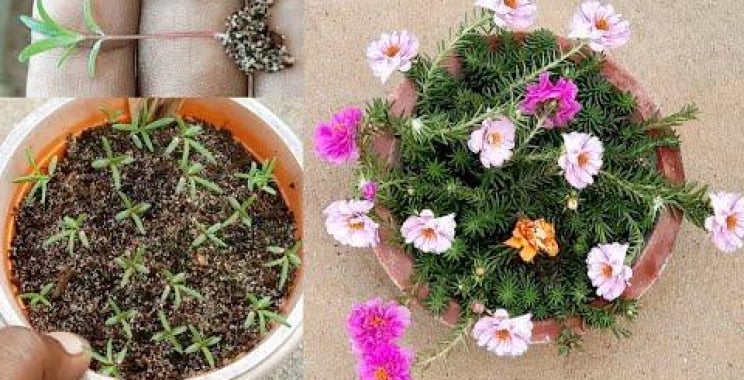 ဗီဒီယို။ အစေ့မှ Portulaca စိုက်ပျိုးနည်း