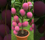 ဗီဒီယို။ Miyazaki Mango, ကမ္ဘာ့စျေးအကြီးဆုံးသရက်သီး