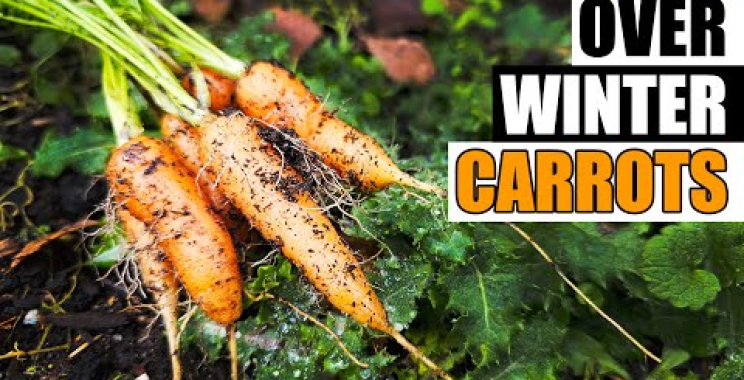 ဗီဒီယို။ Overwintering Carrots – Garden Quickie အပိုင်း 226