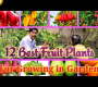 ဗီဒီယို။ ကျွန်ုပ်၏ဥယျာဉ်တွင် အကောင်းဆုံး အသီးအနှံ ၁၂ မျိုး စိုက်ပျိုးနည်း