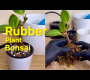 ဗီဒီယို။ ရော်ဘာအပင် Bonsai – Ficus Elastica – Ficus အဝါရောင်ကျောက်မျက်