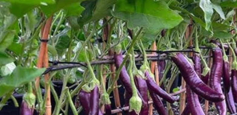 ဗီဒီယို။ ခရမ်းစိုက်ပျိုးခြင်း ခရမ်းစိုက်ပျိုးခြင်း။