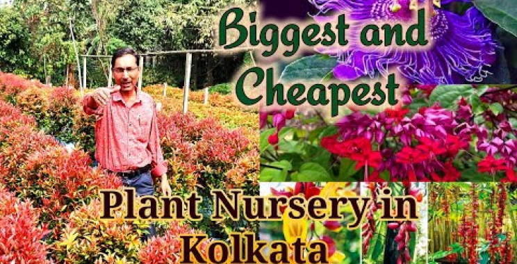 ရေကန် Kolkata ၏အကြီးမားဆုံးနှင့်စျေးအသက်သာဆုံးလက်ကားအပင်ပျိုးခင်း