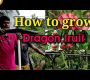 ဗီဒီယို။ နဂါးမောက်သီးကို ၅ မိနစ်အတွင်း စိုက်ပျိုးနည်း / နဂါးမောက်သီး စိုက်ပျိုးနည်း