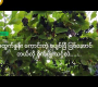 ဗီဒီယို။ Agri Business Focus အပိုင်း ၃၄