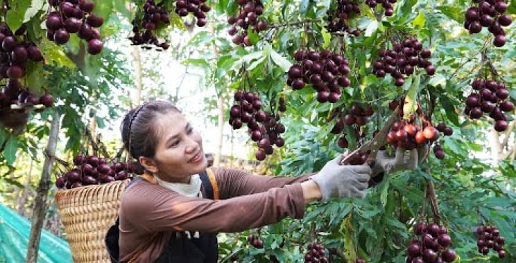 ဗီဒီယို။ ရာသီပိတ် အနီရောင် ရှည်လျားသီး အမွှေးအကြိုင်များ ရိတ်သိမ်းရောင်းချရန် ဈေးသို့ သွားပါ – သစ်ပင်ငယ်များကို ကာကွယ်ရန် ခြံစည်းရိုးခတ်ပါ။