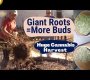 ဗီဒီယို။ Giant Cannabis Roots = နောက်ထပ် ပန်းပွင့်များ + Master Grower TD ဖြင့် အခြောက်ခံခြင်းနှင့် ကုသခြင်း။
