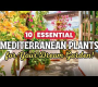 ဗီဒီယို။ မင်းရဲ့အိပ်မက်ဥယျာဉ်အတွက် မရှိမဖြစ်လိုအပ်တဲ့ မြေထဲပင်လယ်အပင် ၁၀