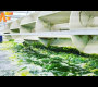 ဗီဒီယို။ Microalgae စိုက်ပျိုးနည်းပညာ။ ခေတ်မီ စပီရူလိုင်းနား ရိတ်သိမ်းခြင်းနှင့် ထုတ်ယူခြင်း စက်ရုံ