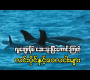 ဗီဒီယို။ လူတွေလိုပဲ ရေထဲမှာကောင်းအောင်လုပ်ကြတဲ့ လင်းပိုင်နှင့်ဝေလငါးများ