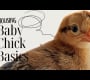 Baby Chick Masics – Brooder – သင် Grooder – သင်အိမ်ရာကိုတည်ဆောက်ရန်လိုအပ်သမျှ။