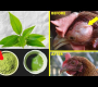 ကြက်ငှက်တုပ်ကွေး ရောဂါကို သဘာဝအတိုင်း ကုသပေးသည့် တရုတ်အရွက်စိမ်းမှုန့်
