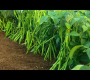 ဗီဒီယို။ ပဲစေ့ စိုက်ပျိုးခြင်း။