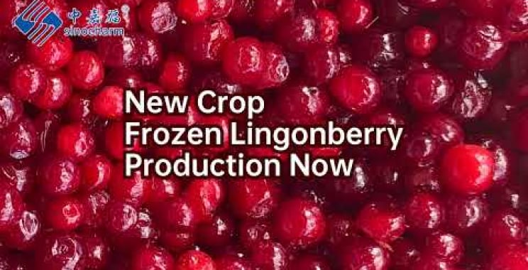 Sinocharm New Crop Frozen Lingonberry ထုတ်လုပ်မှု ယခု