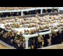 Amazing Snail Farm 🐌 ဥများမှ အလှကုန်များ ထုတ်လုပ်ခြင်း – ခရုများကို ရိတ်သိမ်းခြင်း။