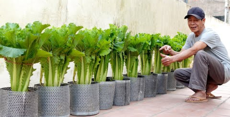 ဗီဒီယို။ အိုးအသေးများတွင် Napa ဂေါ်ဖီစိုက်ပျိုးခြင်းအတွက် အကြံဉာဏ်ကောင်း – ရလဒ်ကောင်းများ – မည်သူမဆို ပြုလုပ်နိုင်ပါသည်။