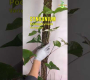 ဗီဒီယို။ မော့စ်ဝင်ရိုးစွန်းတစ်ခုကို ချဲ့ထွင်ခြင်း- Syngonium Podophyllum မျိုးကွဲ (အပိုင်း ၁)