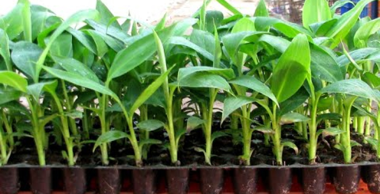 ငှက်ပျောပင် အပုမျိုးကို မျိုးစေ့ဖြင့် စိုက်ပျိုးနည်း