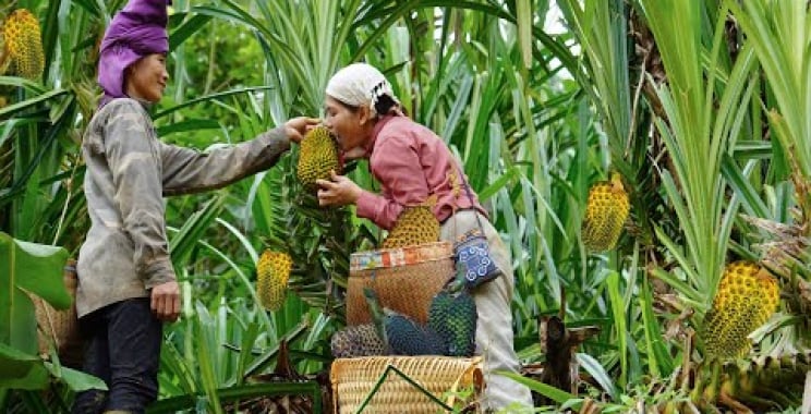 ဗီဒီယို။ ရိတ်သိမ်းသစ်တော နာနတ်သီး၊ Kohlrabi တို့ကို ရောင်းချရန် – ဆိတ်သားပြုစုစောင့်ရှောက်ရေး စျေးကွက်သို့ ပို့ဆောင်ပါ။