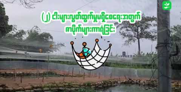 ဗီဒီယို။ မိုးရာသီ ရေကြီး၊ရေလျှံကာလတွင် ငါးကန်များရေလွှမ်းမိုးခြင်းမှ ကြိုတင်ကာကွယ်ခြင်း