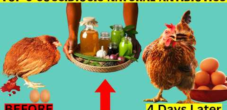 coccidiosis အတွက်ချက်ချင်းသဘာဝဆေးများ | နောက်တဖန်နေမကောင်းကြက်သားဘယ်တော့မှမဆုံးရှုံးပါ
