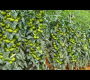 ဗီဒီယို။ ခရမ်းချဉ်သီးစိုက်ပျိုးမှု
