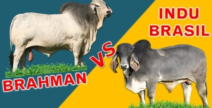 Brahman (Biggest Hump) vs. Indu Brasil (Largest Ears) | အကောင်းဆုံးမျိုးကွဲနှစ်မျိုး၏ နှိုင်းယှဉ်မှု