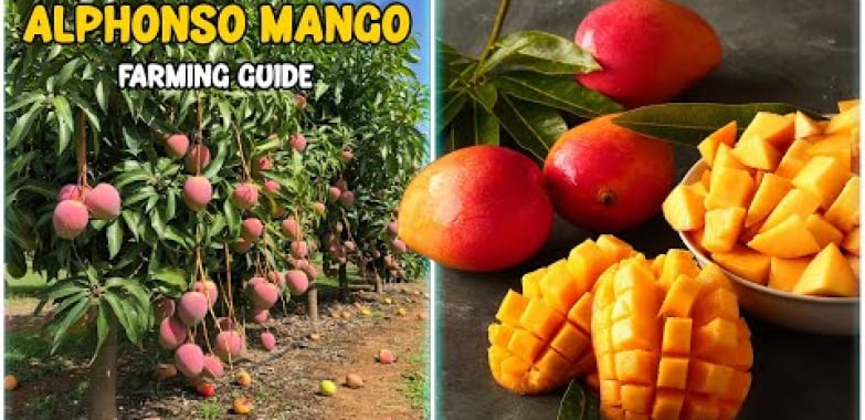 ရေကန် Alphonso Mango Farming – ပြီးပြည့်စုံသောလမ်းညွှန်