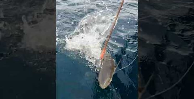 ပင်လယ်နက်တွင် Cobia ငါးဖမ်းခြင်း #fishing #fishingvideo #seafishing